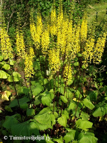 Ligularia 'The Rocket'